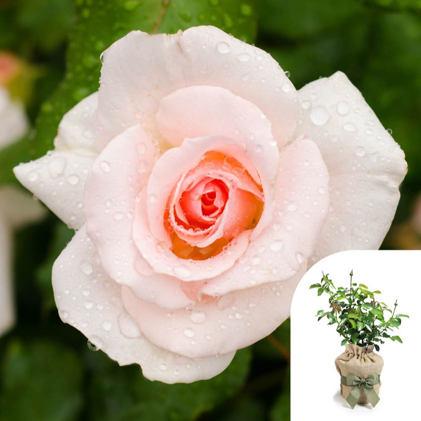 Harkness Roses Brown/Green Rose 'Congratulations' In A 4L Pot Gift Wrapped