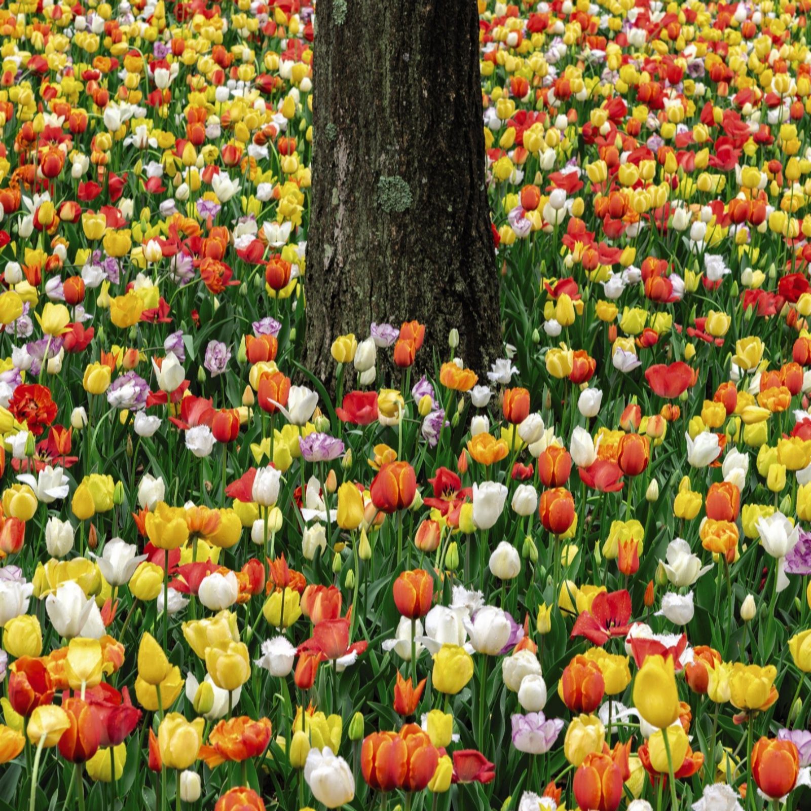Thompson & Morgan Tulip Majestic Mix 100 Bulbs