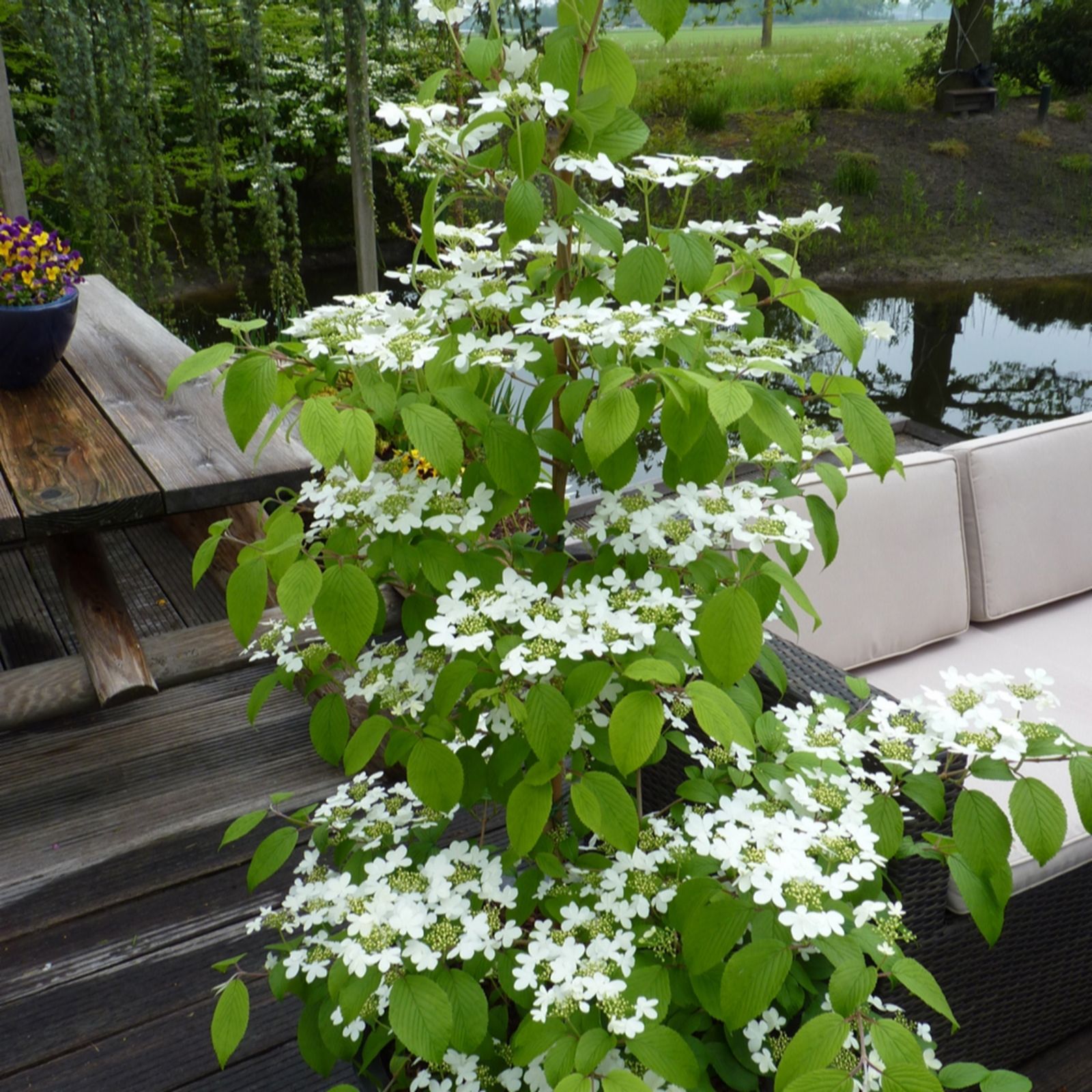 Yougarden White/Pink Viburnum Plicatum Kilimanjaro Sunrise In 3L Pot