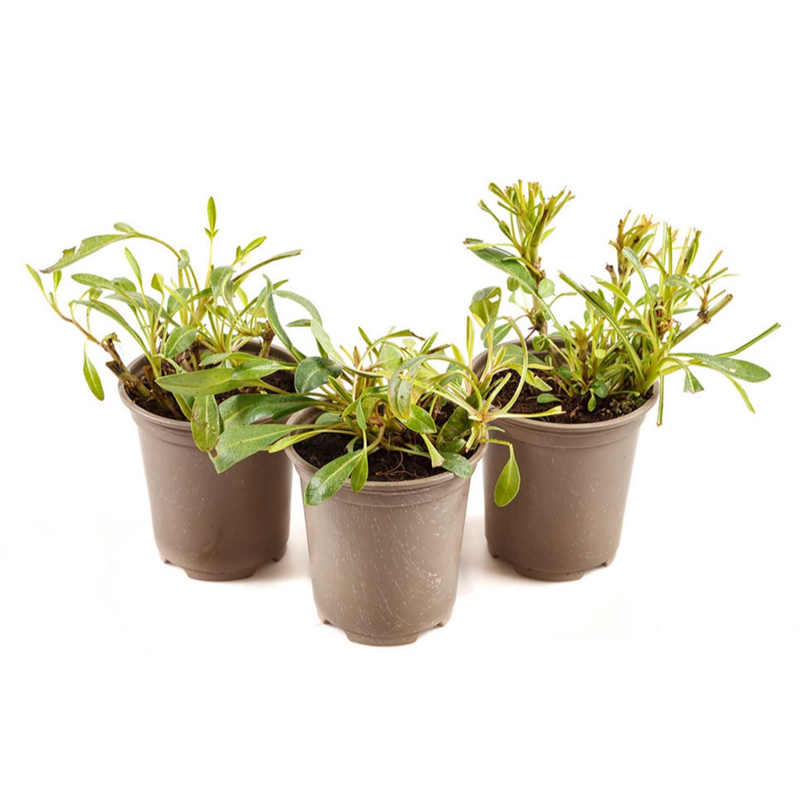 Yougarden Golden/Yellow Coreopsis Early Sunrise 9Cm Pots X3