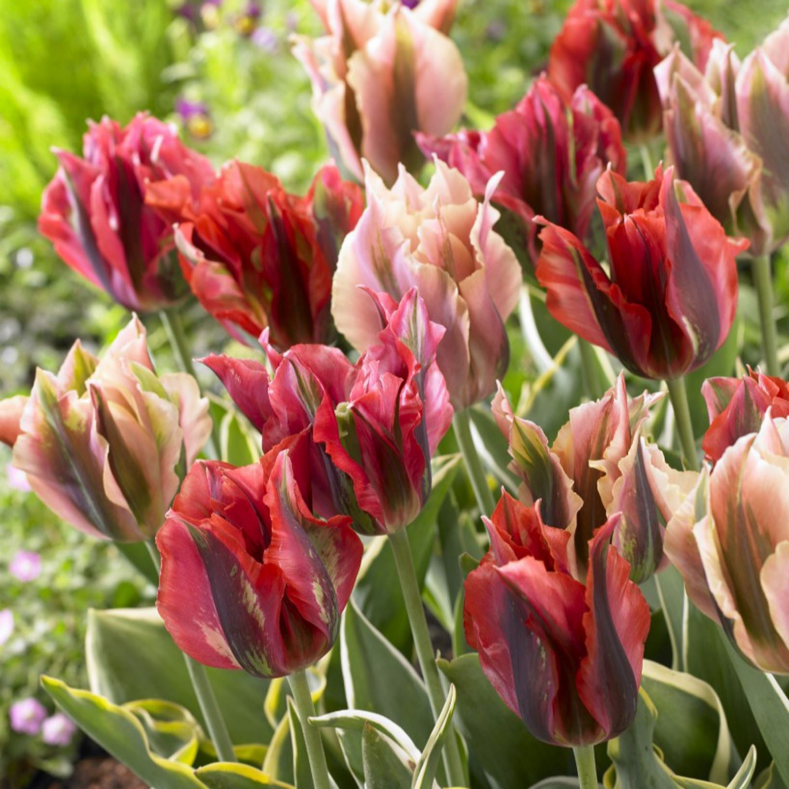 Thompson & Morgan Spring Flowering Tulip viridiflora Mix 16 Bulbs