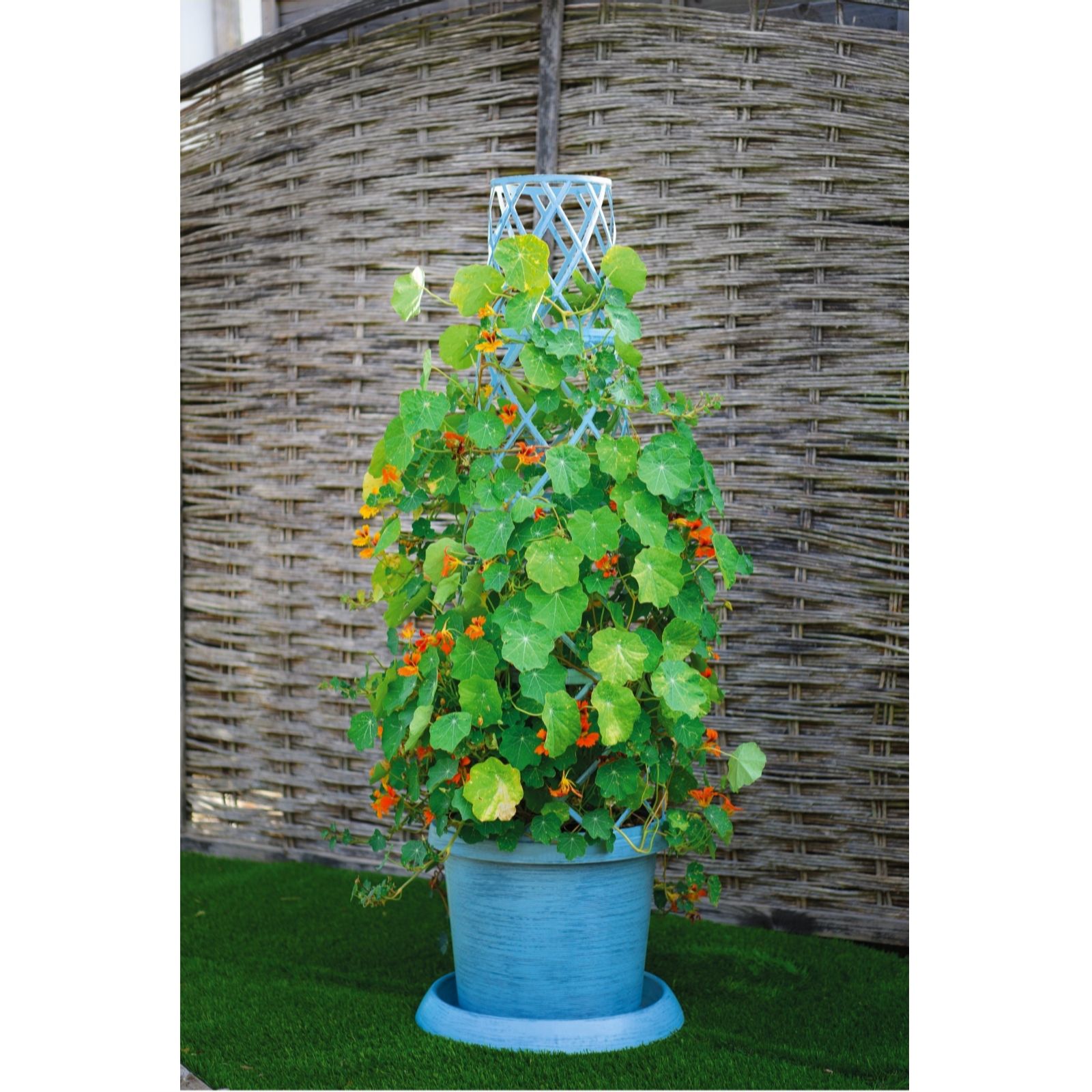 Thompson & Morgan Tower Pot Trellis Planter Set of 2