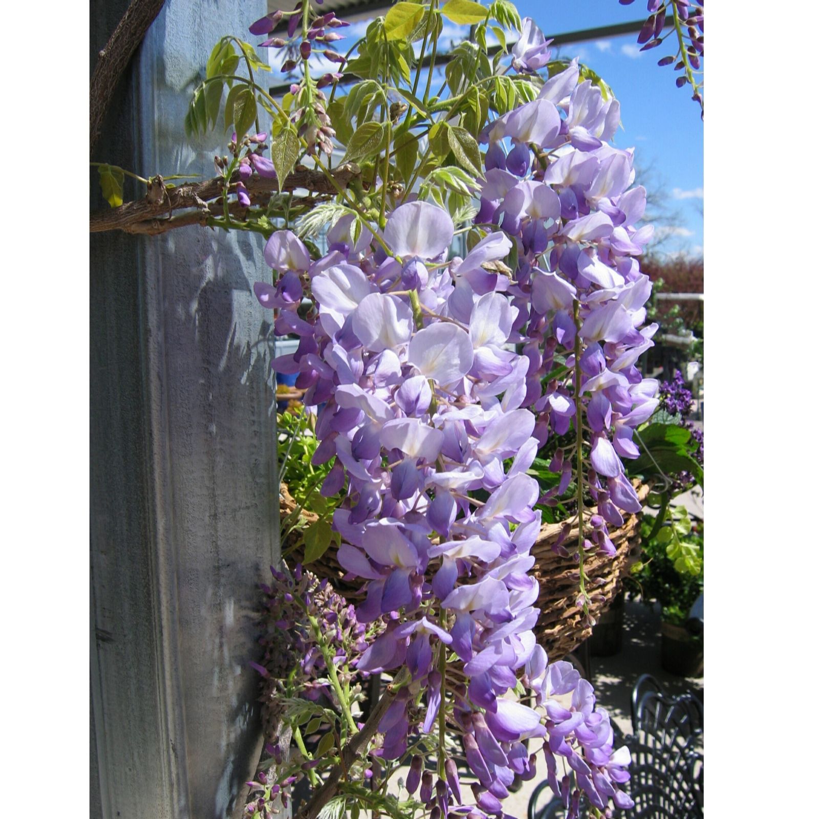 Frank P Matthews Wisteria/Lavender Falls 7 Litre Container