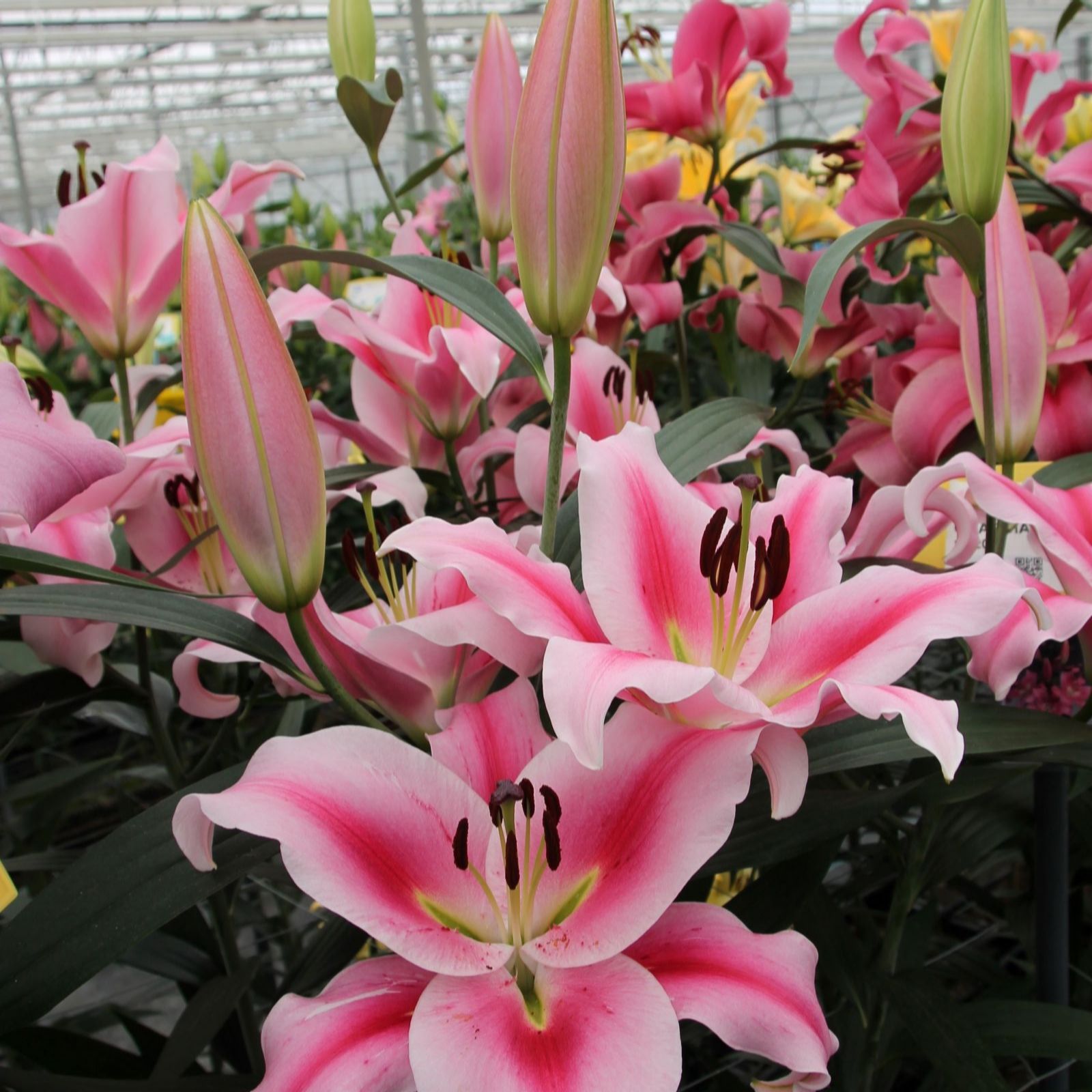 Thompson & Morgan Lily Frontera 6 Bulbs