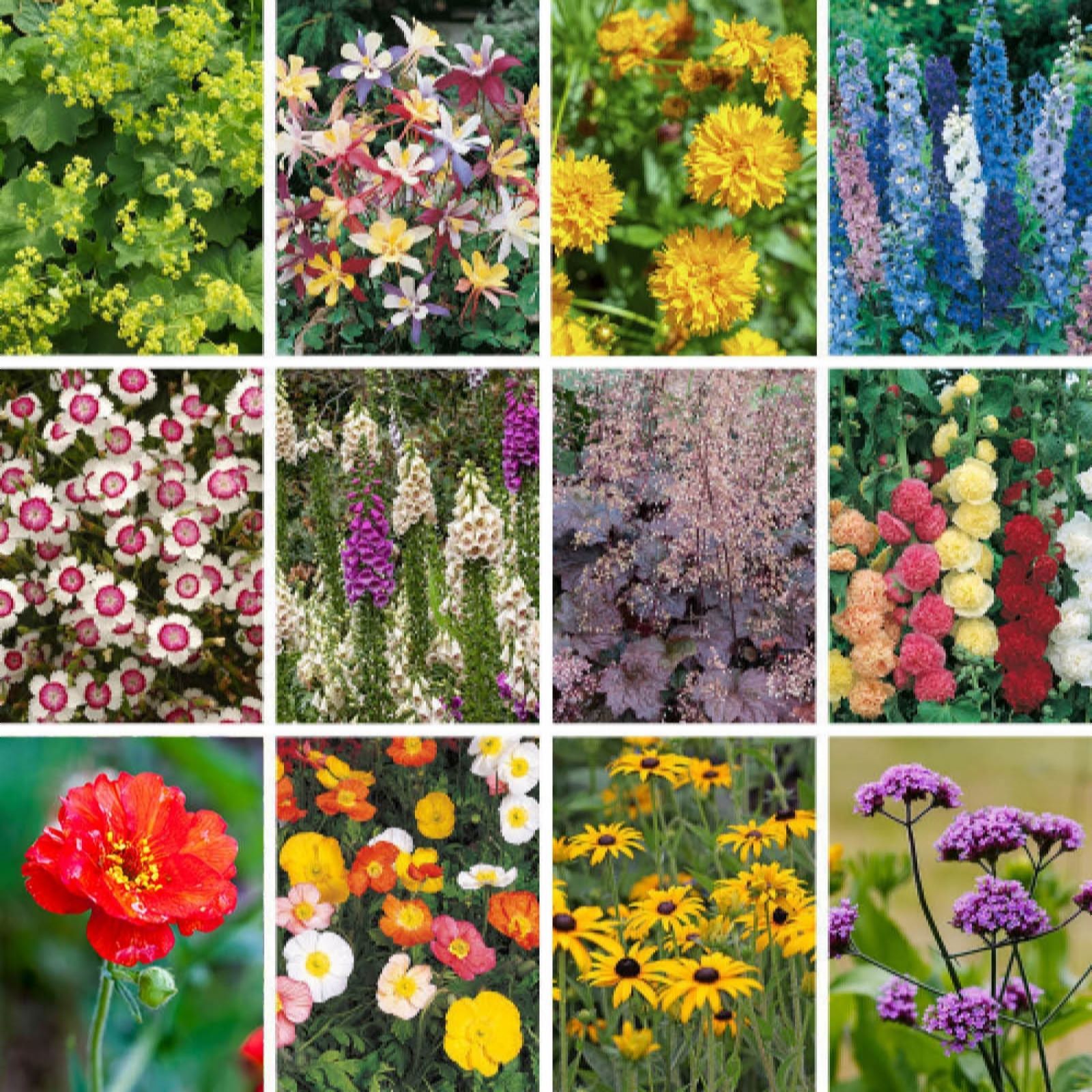 Yougarden Hardy Garden Perennial Collection Plugs X 24