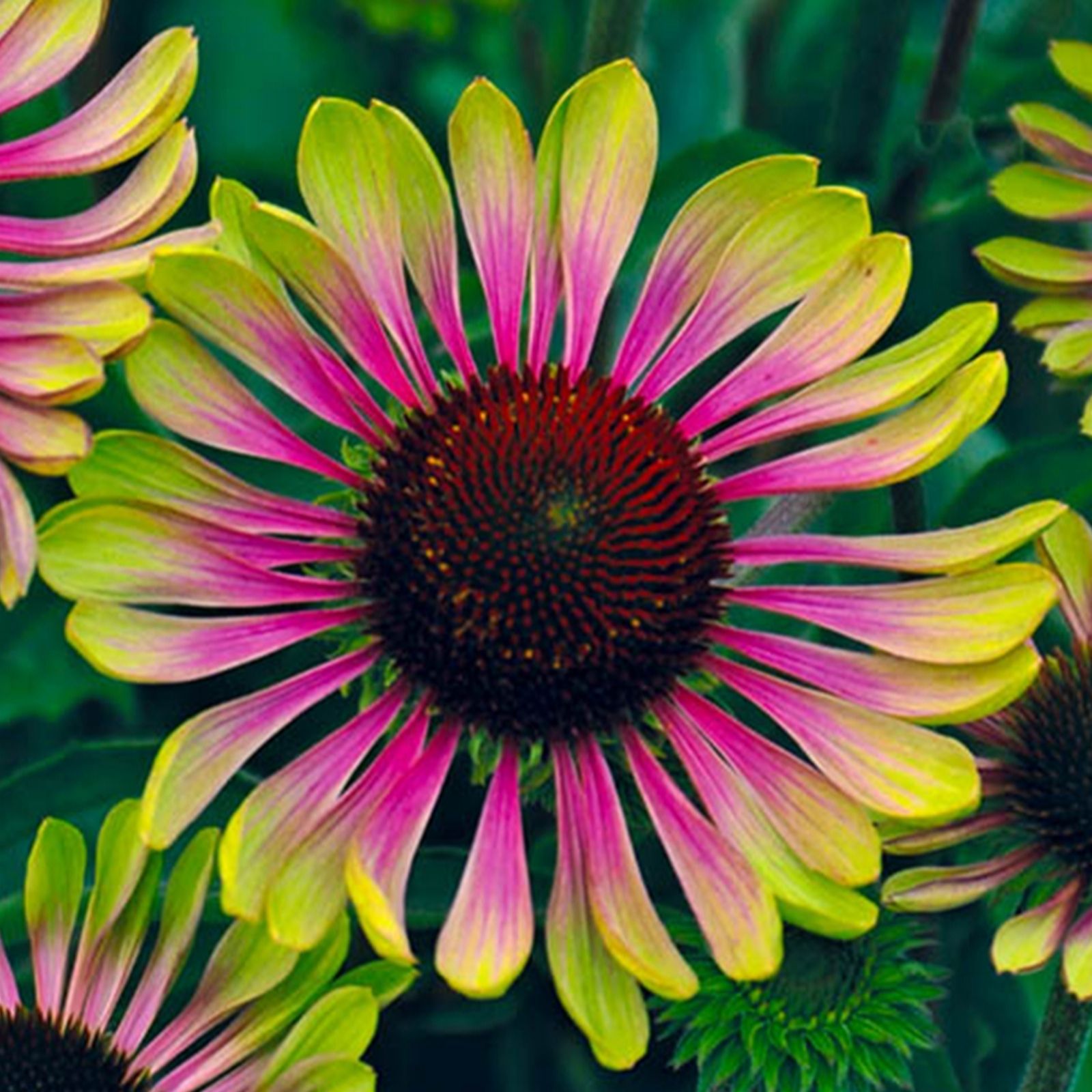 Yougarden Green Echinacea Twister 9Cm Pots X3