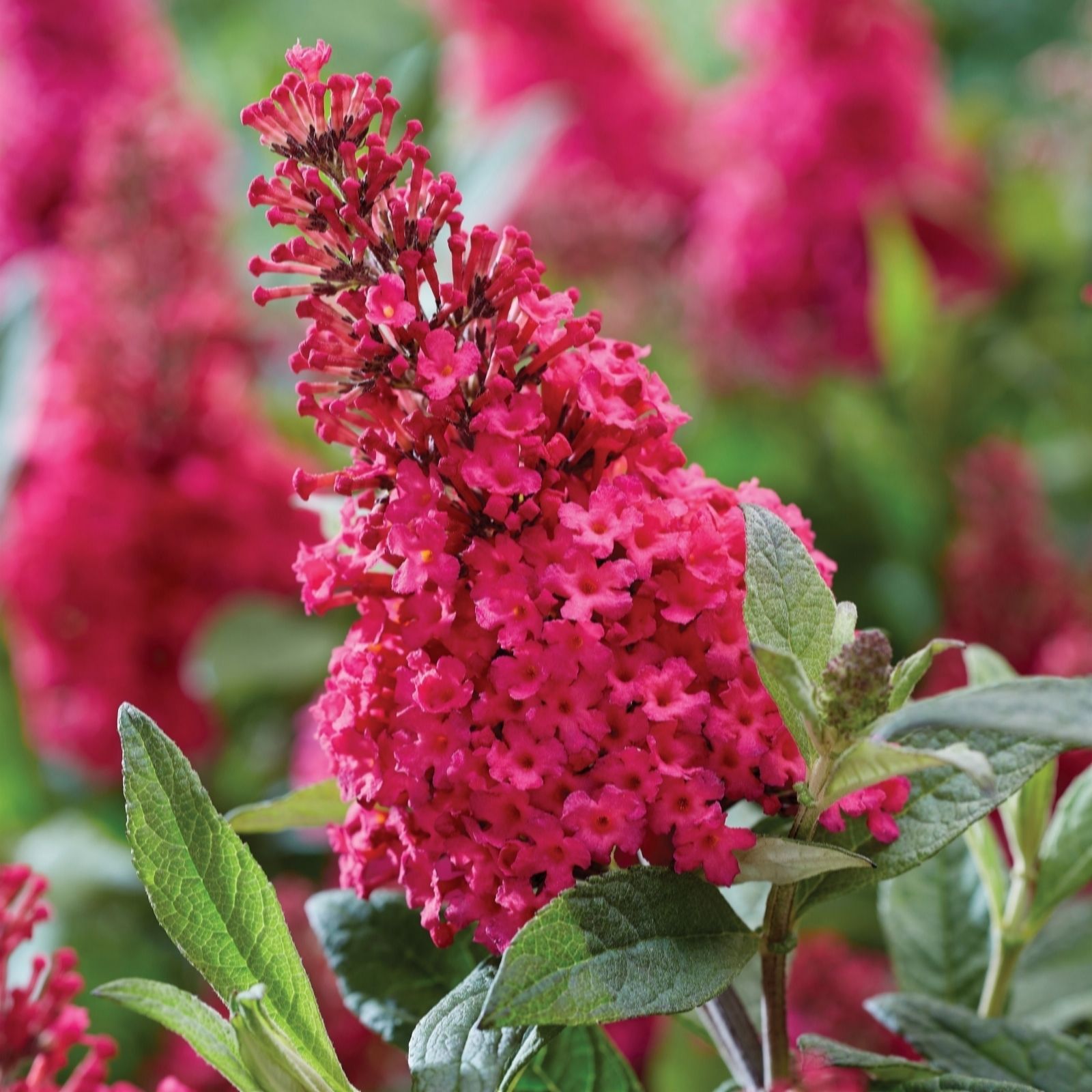 Richard Jackson Red Buddleia Butterfly Candy Little Ruby 1X 3 Litre Pot