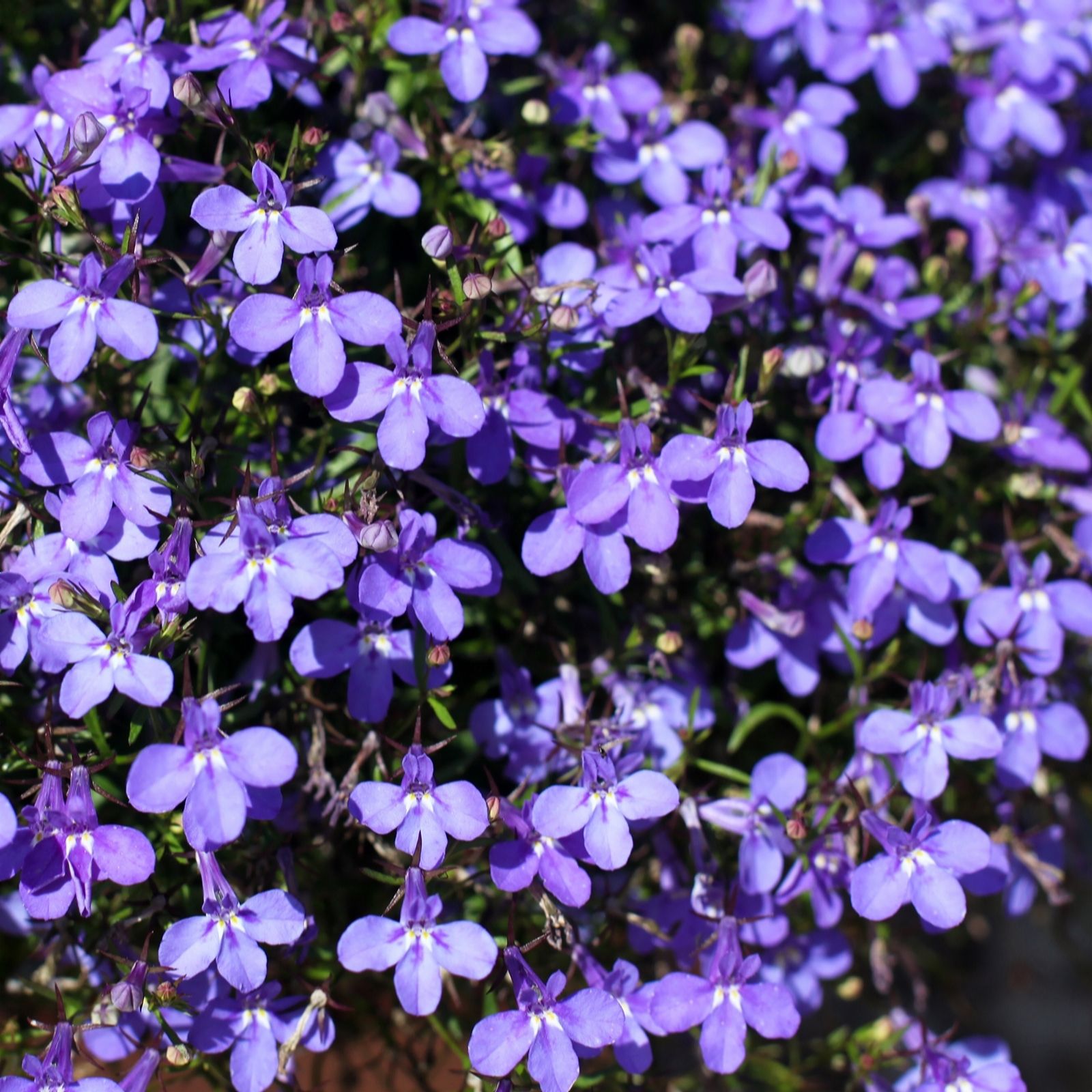 Richard Jackson Blue Lobelia Electric Power Plants 5X 5.5Cm