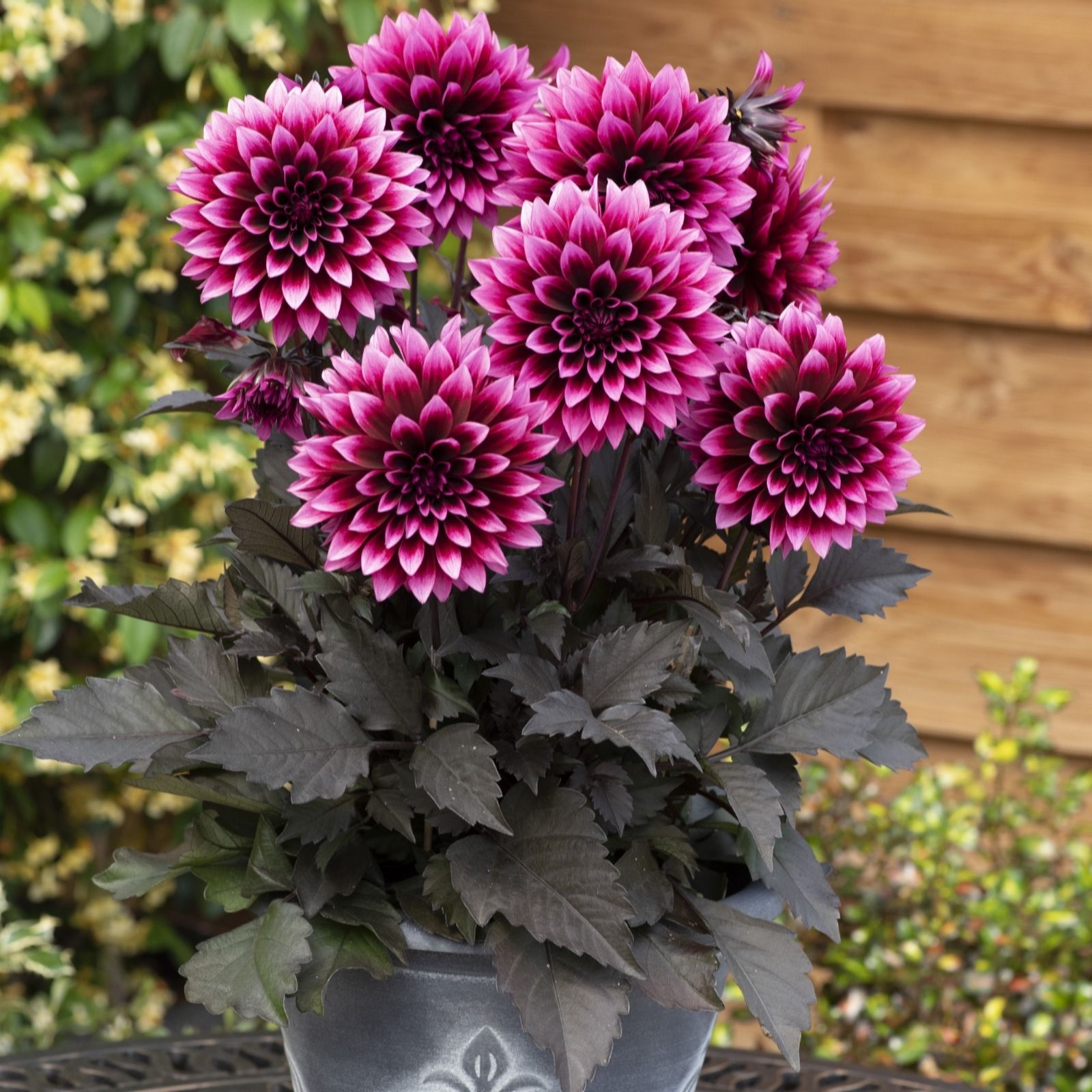 Plants 2 Gardens Plants2gardens Dahlia Velvet Crush 3X 2L