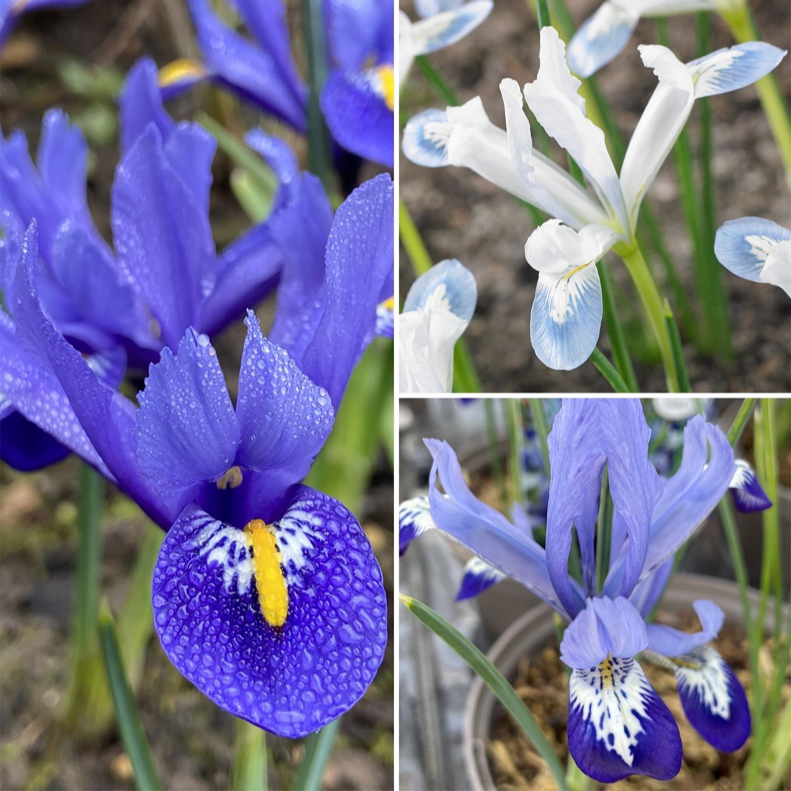 Richard Jackson Richard Jackson's Spring Beauty Dwarf Iris 27 X Size 6+ Bulbs