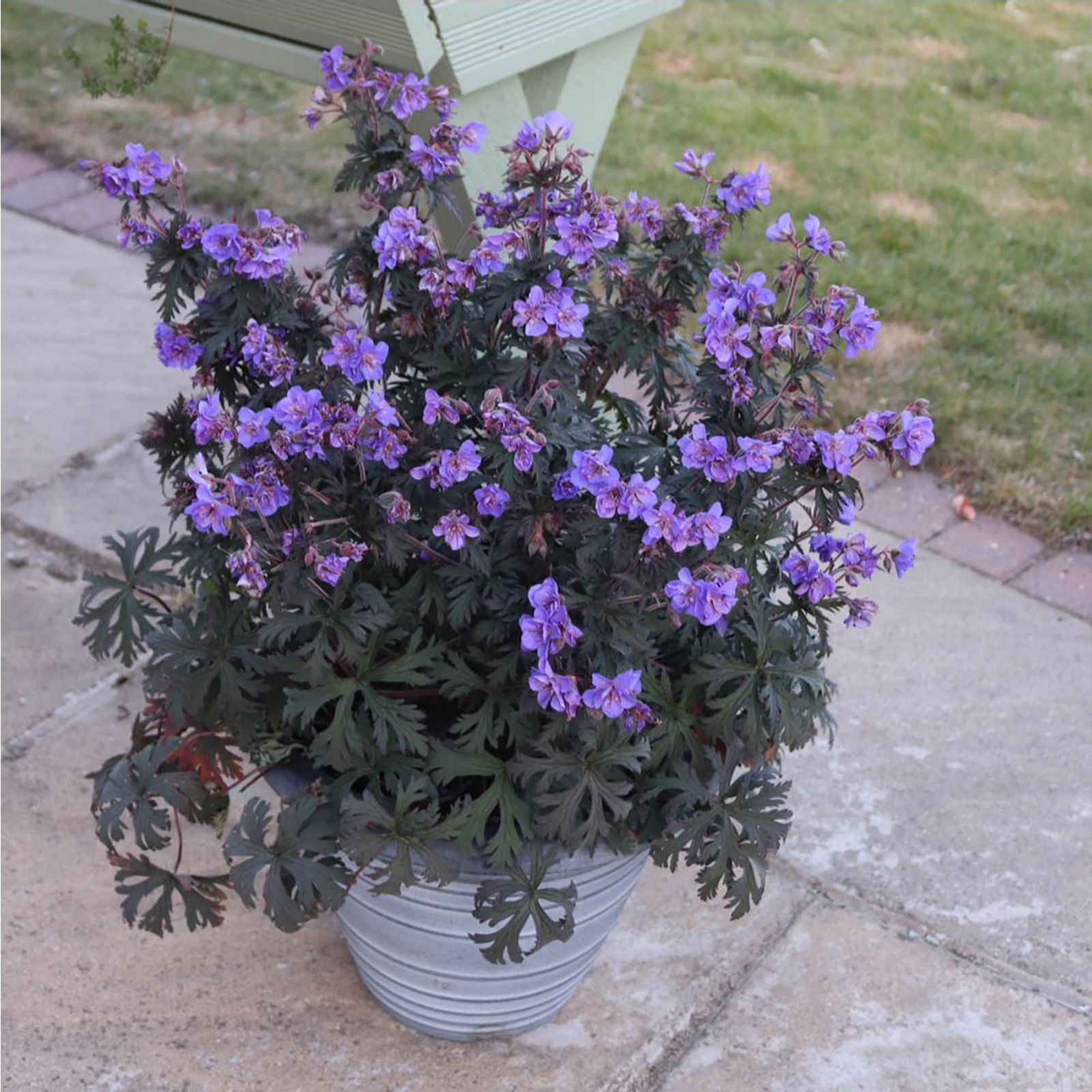 Yougarden Purple Hardy Geranium Storm Cloud 9Cm Pots X3