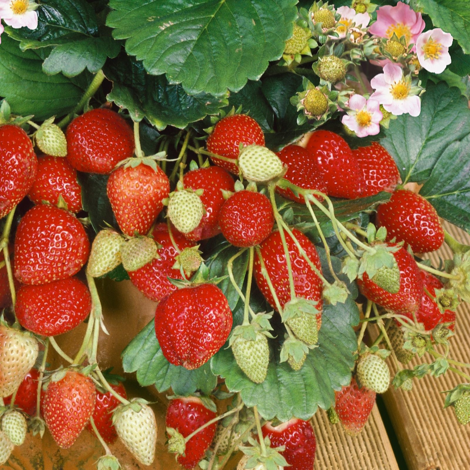 Plants 2 Gardens White/Pink Plants2gardens Colour Strawberry Collection 3X 13Cm